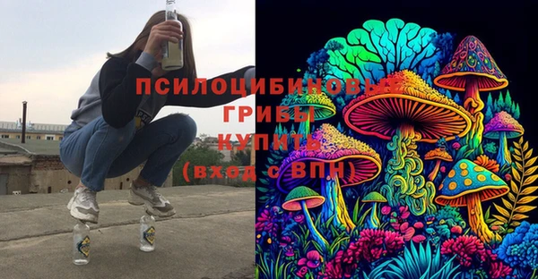 прущие грибы Новозыбков